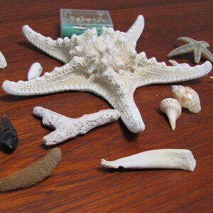 Shells Beach Ocean Sea Creatures Shark Teeth Sand Dollars Star Fish Sea Star